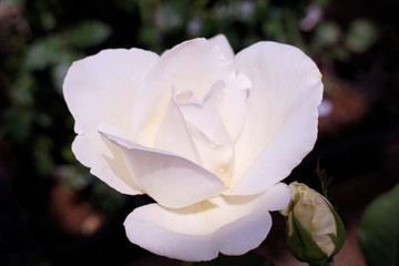 バラ　ホワイトクリスマス