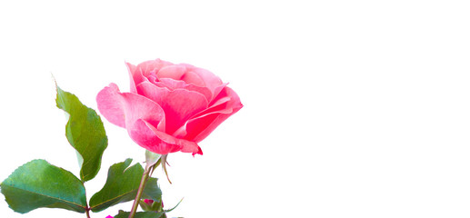 pink single rose with isolated white background