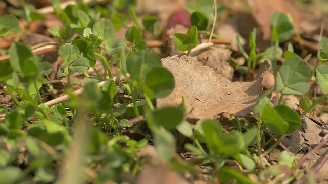 caterpillar, grass, leaves, cossus