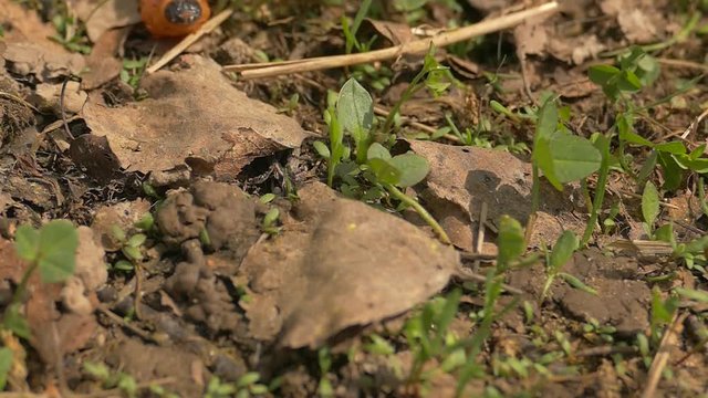 caterpillar, grass, leaves, cossus