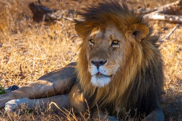 The lion lies in the shadow of a tree. Africa. Kenya. An old African lion. Lion with a big mane.