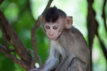 可愛いサル
