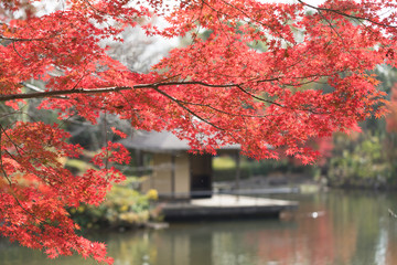 紅葉が広がる水辺の公園