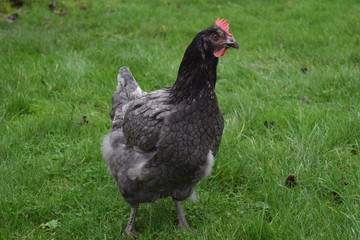 Hens