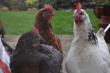 Hens