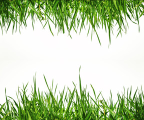 green grass is framed on a white background