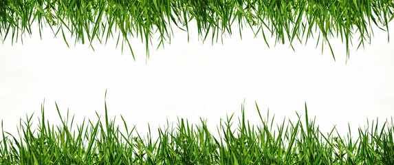 white background is decorated with green grass from above and below