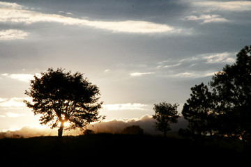 Fototapeta na wymiar Sun behind tree