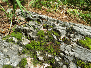 Kapuzinerberg, Salzburg, Sommer, Ausflug, WanderungS