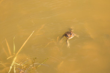 Frog Swimming in Murky Pond Water