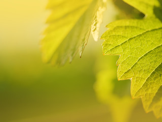 Grape leaf growing on grapevine.