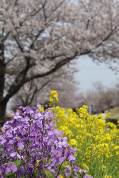 さくらの山　桜