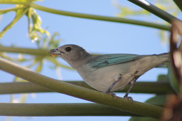 blue bird on a papaya tree