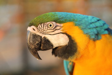 a photographic close-up of the macaw caninde,