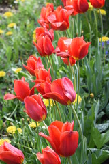 Czerwone kwitnące tulipany w ogrodzie
