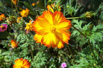 flowers in a garden, gracing and coloring