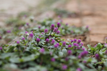 flowers in a garden, gracing and coloring