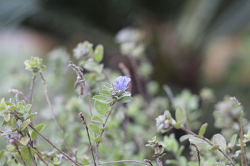 flowers in a garden, gracing and coloring
