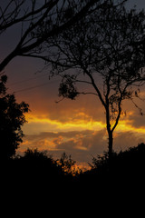 Fototapeta na wymiar sunset over the silhouette of a tree
