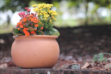 colorful potted flowers in the garden