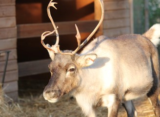 reindeer in stable ready for christmas