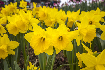 Obraz premium Narcissus flowers