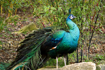 A Male  Indian peacock or blue peacock (Pavo cristatus) with distinctive iridescent blue plumage
