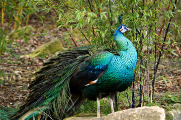 Obraz premium A Male Indian peacock or blue peacock (Pavo cristatus) with distinctive iridescent blue plumage