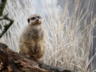 A meerkat or suricate (Suricata suricatta) keeping watch on a log among grassland