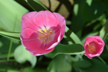 Różowe tulipany w rozkwicie - obrazy, fototapety, plakaty
