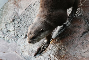 otter Asian small-clawed otters