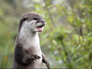 Close up portrait of an Asian or Oriental small clawed otter (Aonyx cinerea) calling  out