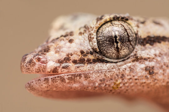 Retrato de Gecko (Salamanqueja) del norte grande y su ojo