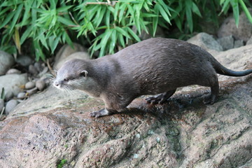 Naklejka premium otter Asian small-clawed otters