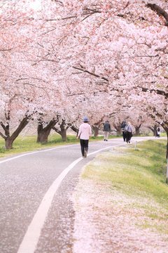 桜並木