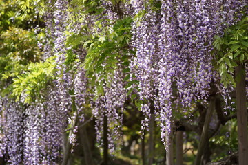 Japanese Wisteria