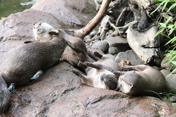 Obraz premium otter Asian small-clawed otters