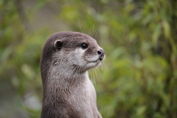 Cute close up portrait of an Asian or Oriental small clawed otter (Aonyx cinerea) with out of focus background