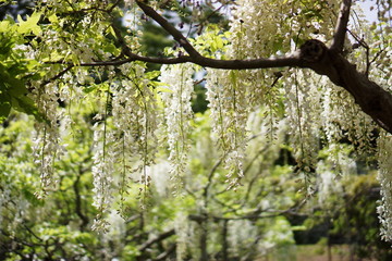 Japanese Wisteria