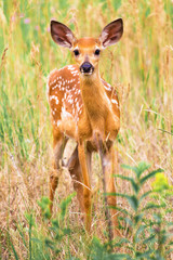Fawn with Spots in Grass
