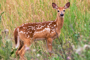 Fawn with Spots in Grass