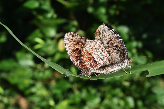 Tiger Palmfly butterfly , Elymnias nesaea , Butterflies are mating on green leaf , Thailand

