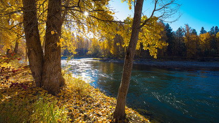 Fall Leaves and River