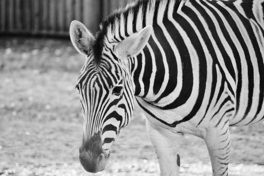 Black and white zebra at zoo