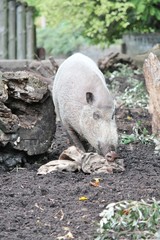 pig bearded in mud 