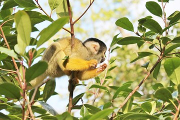 squirrel monkey baby