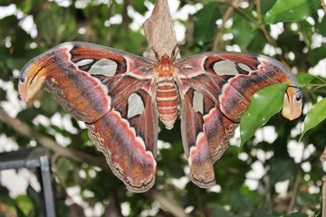 MOTH Attacus atlas female moth brown and orange rings 
