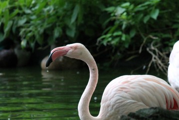 flamingo pink bird from africa 