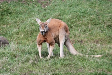 Kangeroo from Australia red fur 
