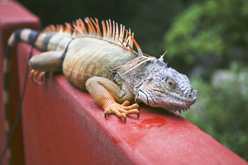Naklejka premium Iguana